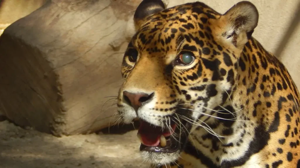 Profepa ha trasladado a 121 de 177 felinos de Black Jaguar-White Tiger.