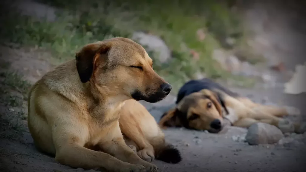 Denuncia el maltrato animal, Ayuntamiento de Puebla te dice cómo