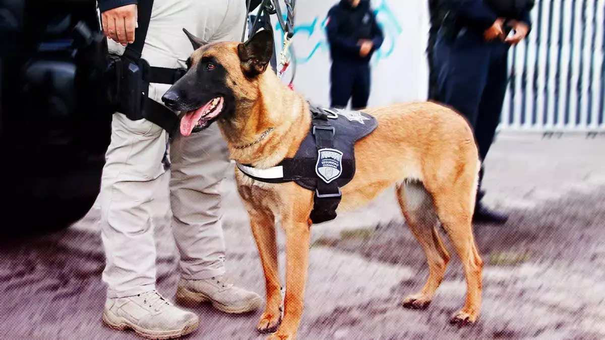 Unidad Canina de la Policía Municipal aseguró cartuchos útiles y posible droga