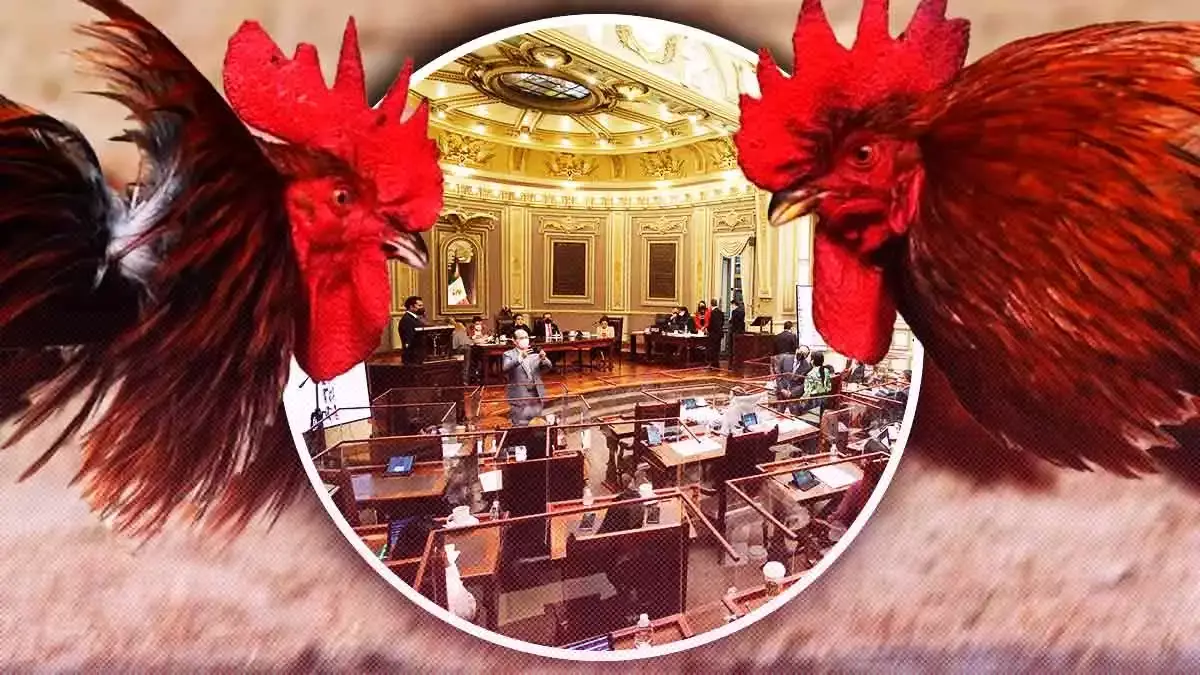 Piden solicitar Parlamento Abierto para prohibir peleas de gallos y toros en Puebla.