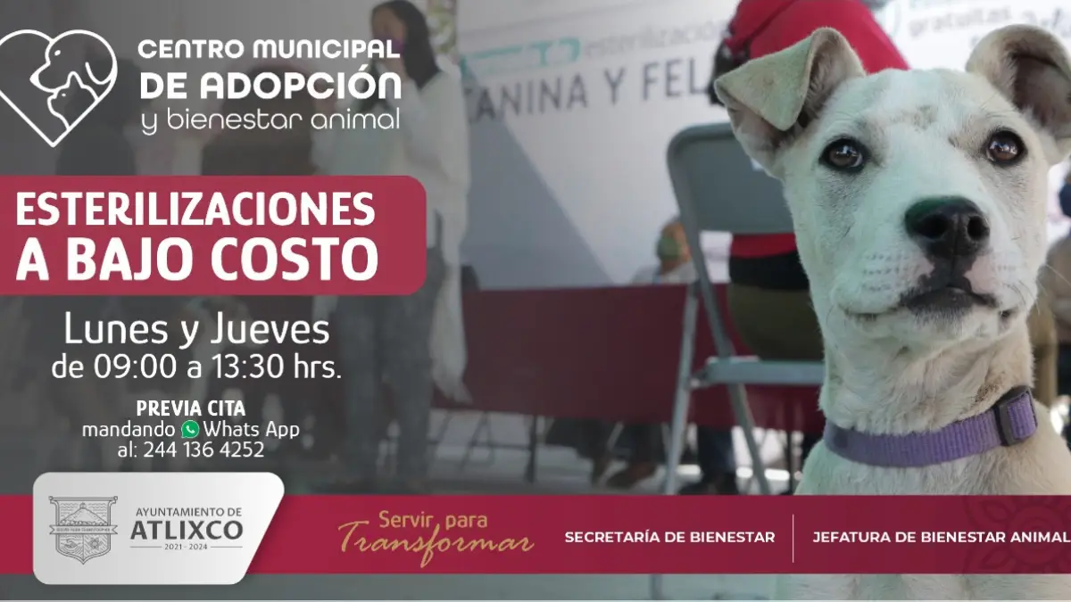 Centro Municipal de Adopción ofrece esterilizaciones a bajo costo en Atlixco