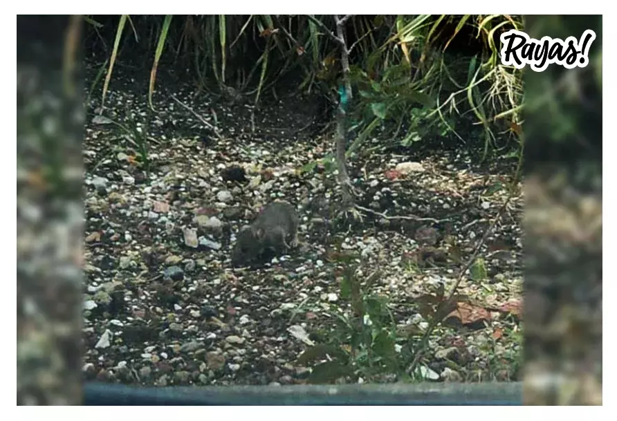 Foto de la rata vista en el estacionamiento del Harbors Marzal de Angelópolis