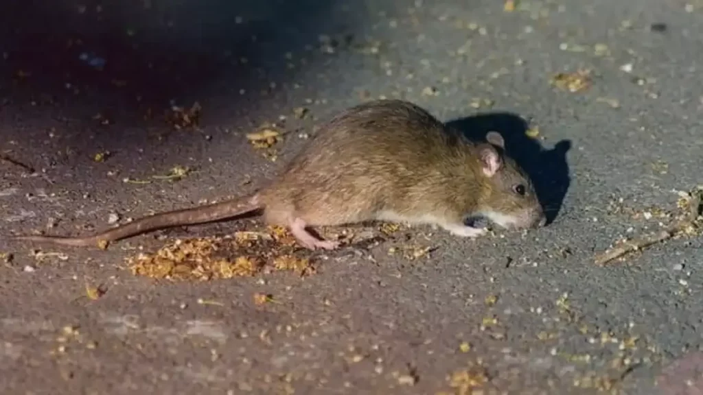 Reportan ratas en el estacionamiento de restaurante Harbors Marzal Angelópolis