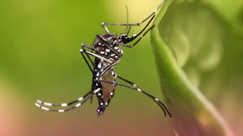 Puebla registra 43 casos de dengue; Acatlán de Osorio concentra el mayor número