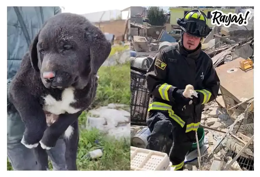 ¡Gesto heroico! Bombero salva a perro en explosión de Amozoc