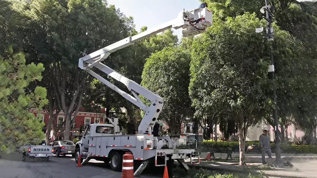 Retirarán otro árbol del centro de Puebla; los seis serán sustituidos.