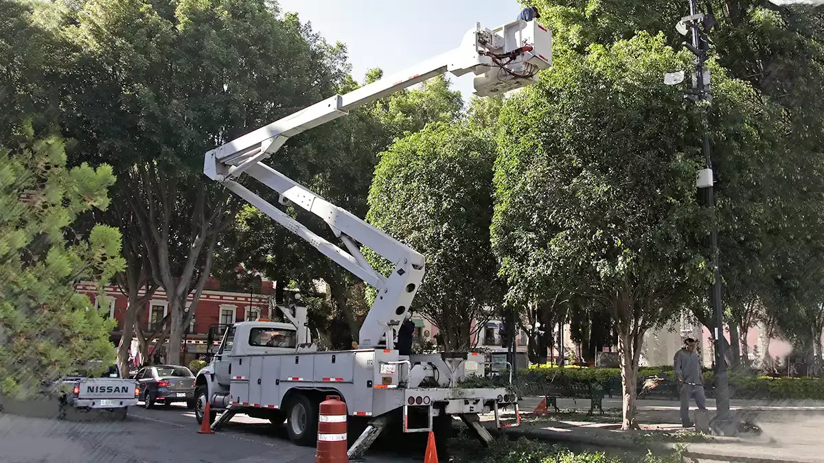 Retirarán otro árbol del centro de Puebla; los seis serán sustituidos.