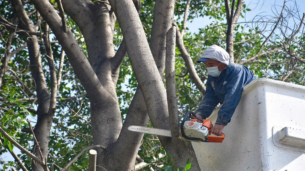 Partido Verde pide revisar árboles de Puebla capital para identificar deterioro