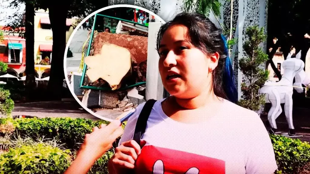 Poblanos a favor de talar árboles del Centro Histórico para evitar accidentes