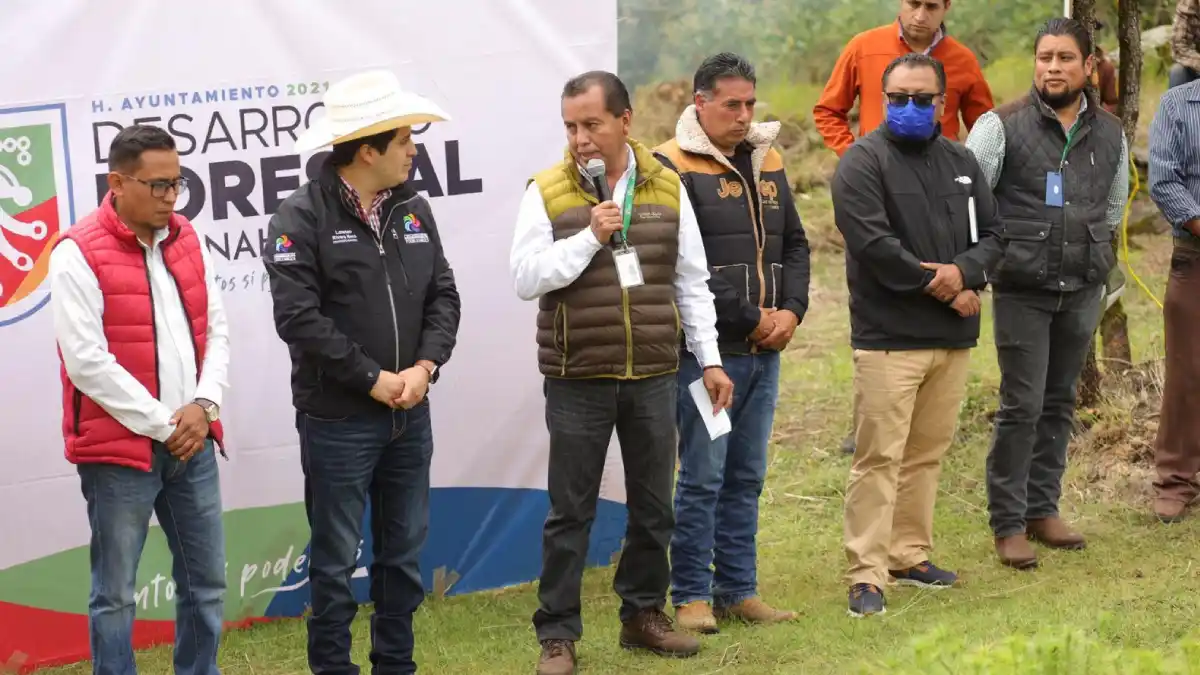 Arranca plantación de árboles de navidad en Chignahuapan.