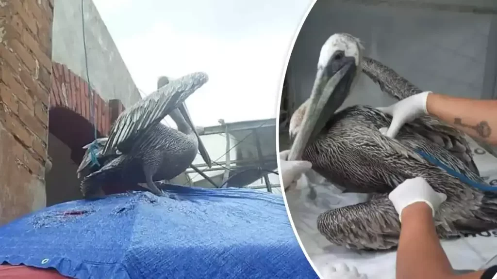 Rescatan pelícano herido en el mercado de Texmelucan.