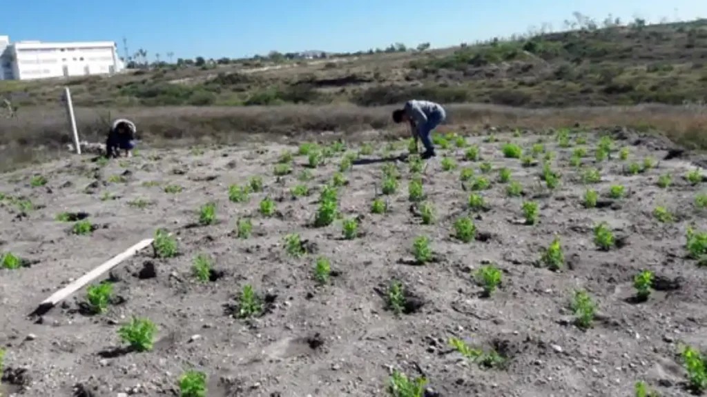 En la BUAP se mejoran condiciones de cultivo en suelos áridos