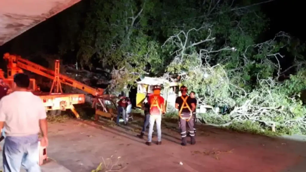 Árbol cae sobre dos hombres de la tercera edad en Tamaulipas.
