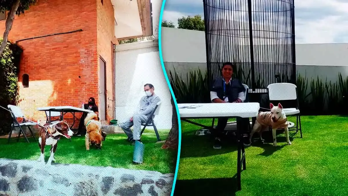 Se llevó a cabo la Primera Feria de la Adopción “Amor a primera vista”