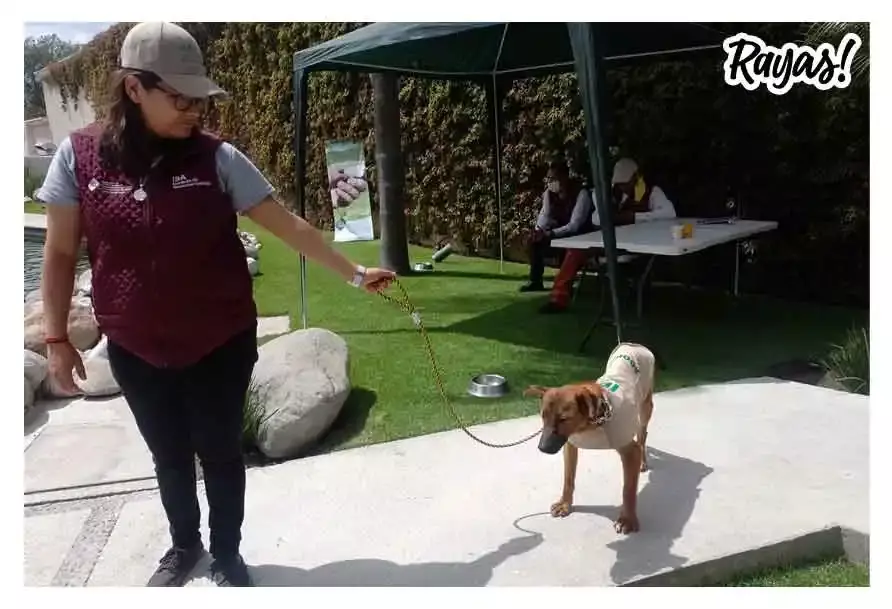 Se llevó a cabo la Primera Feria de la Adopción “Amor a primera vista”