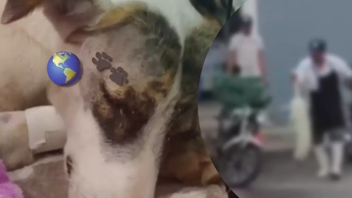 “Blanquita”, la perra baleada en Atlixco sobrevivió; autoridades ya denunciaron