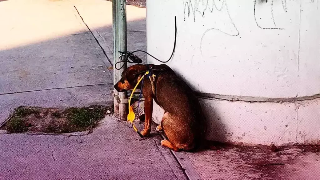 Dejan amarrada a una perrita en Geovillas El Campanario en Puebla