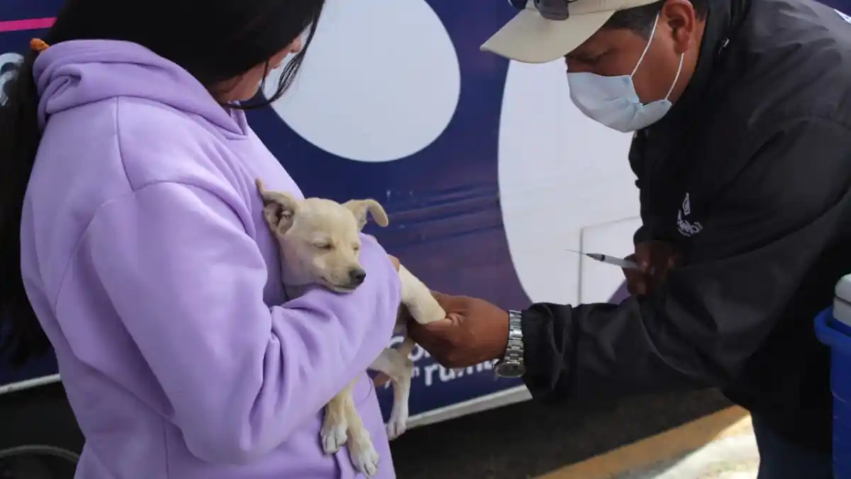 Ayuntamiento de Puebla trabaja por el bienestar animal de perros y gatos del municipio