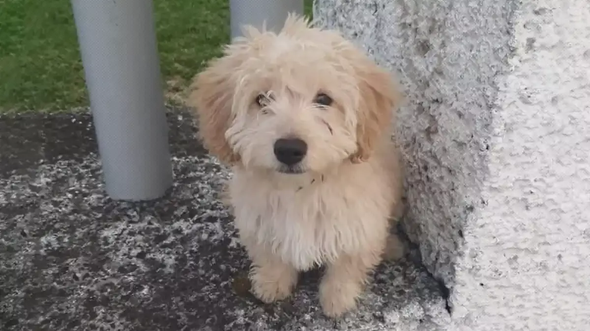 Encuentran a un perrito abandonado en San Bartolo; ¡busca a sus dueños!