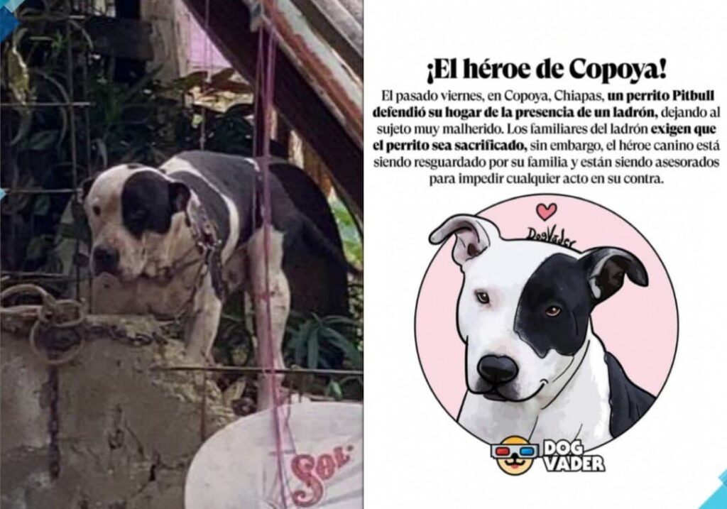 Publicación para salvar a Max