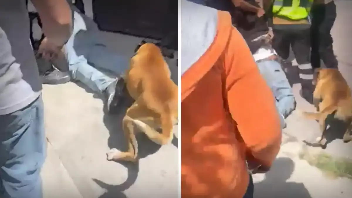 Perrito justiciero: lomito se suma a turba para linchar un delincuente en Tecamachalco