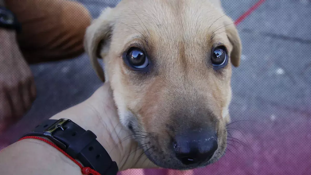 Piden en Puebla eliminar tiempo límite de adopción de animales para evitar sacrificio.