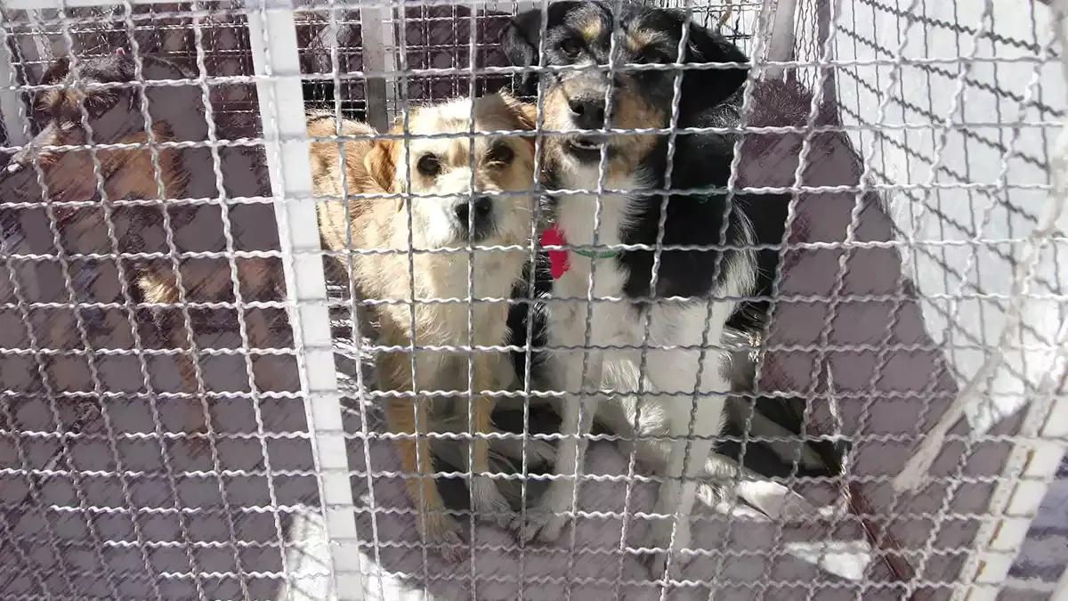 Presentan reforma para mejorar refugios y tiendas de mascotas en Puebla.