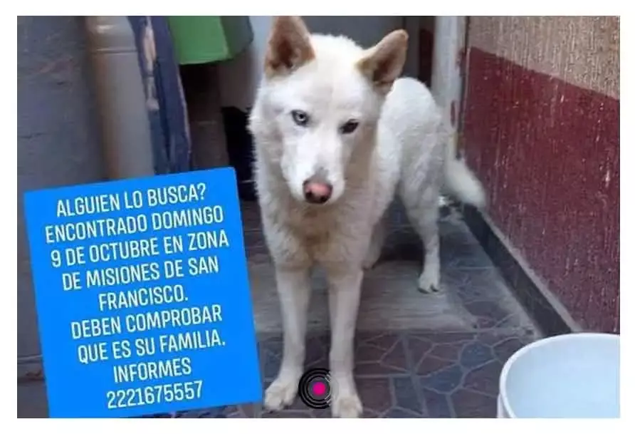 Perrito extraviado
