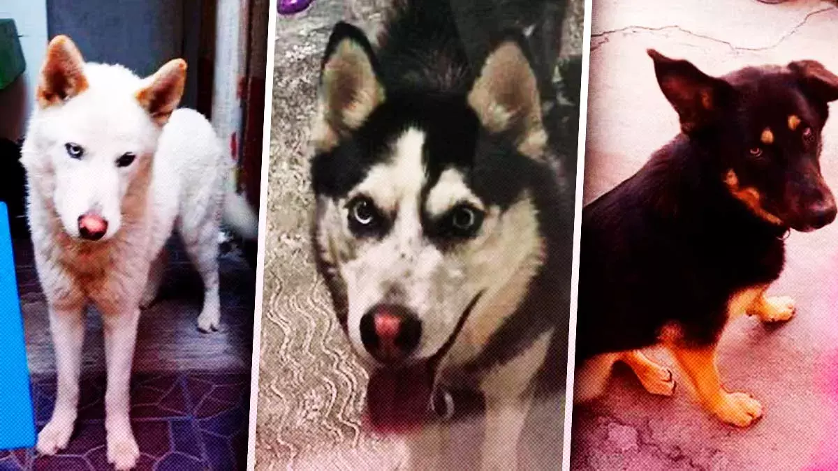 Perritos perdidos son buscados por sus dueños en Puebla