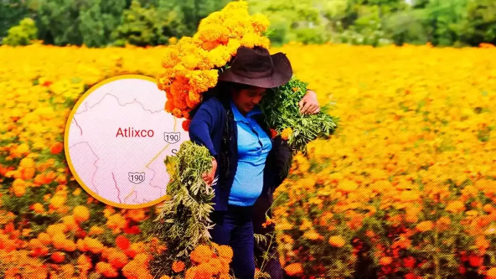 Productores de Atlixco esperan derrama de 100 mdp por venta de flor de cempasúchil