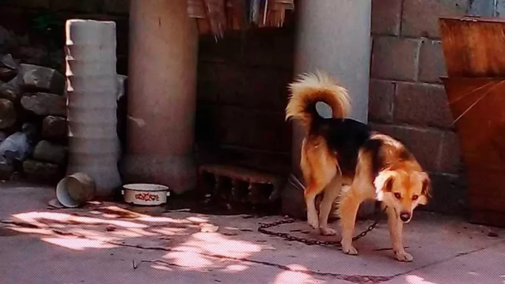 Encadenan a Zeus, un perro que está a sol y sombra en un patio de Puebla