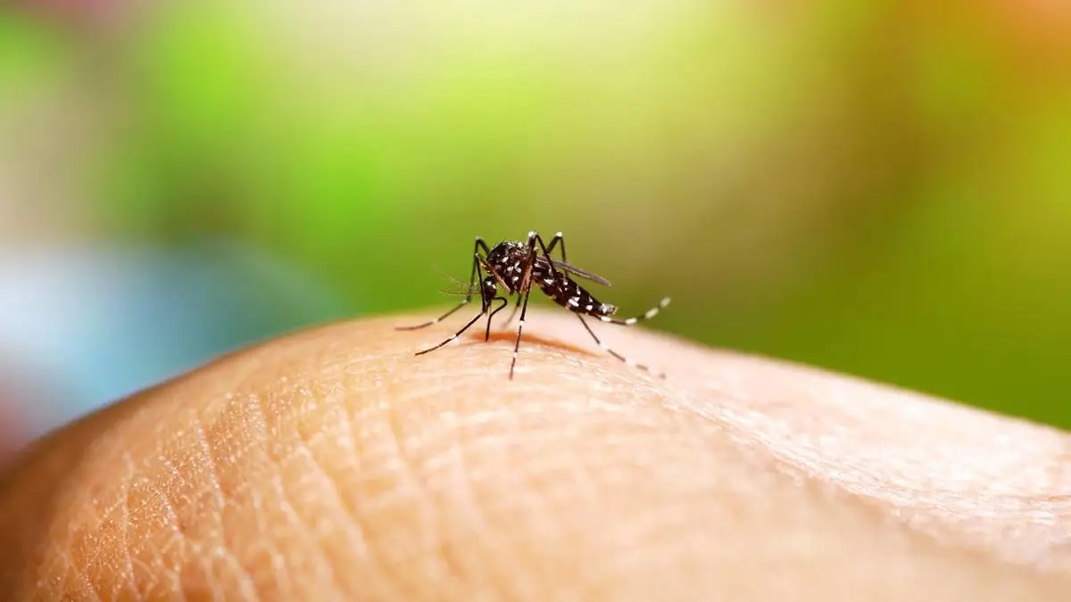 ¿Te pican mucho los mosquitos? Puede ser tu olor, revela un estudio.