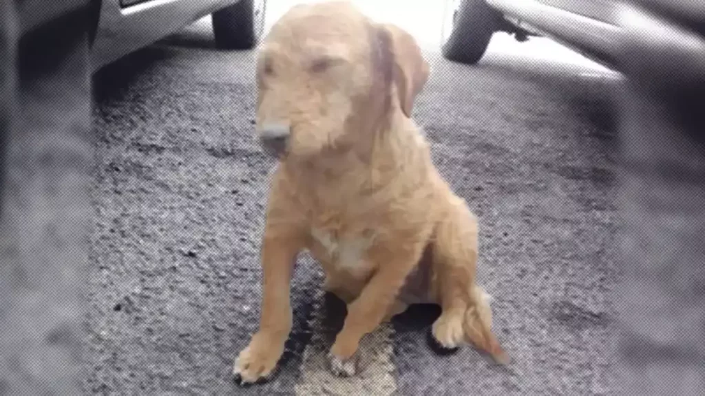 Abandonan perrita en la Central de Abasto de Puebla; está lastimada