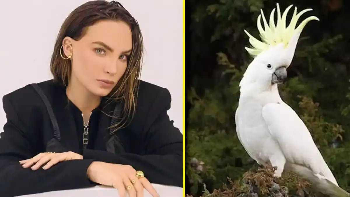 Por posesión de animales exóticos, Belinda pasaría 20 años en prisión.