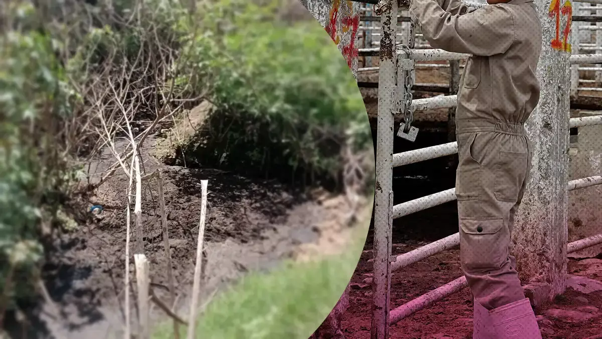 Entre hedor y enfermedades, viven los vecinos del Rastro Municipal de Puebla