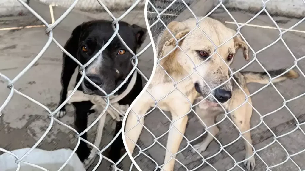 Si no consiguen hogar estos perros serán sacrificados en San Pedro Cholula