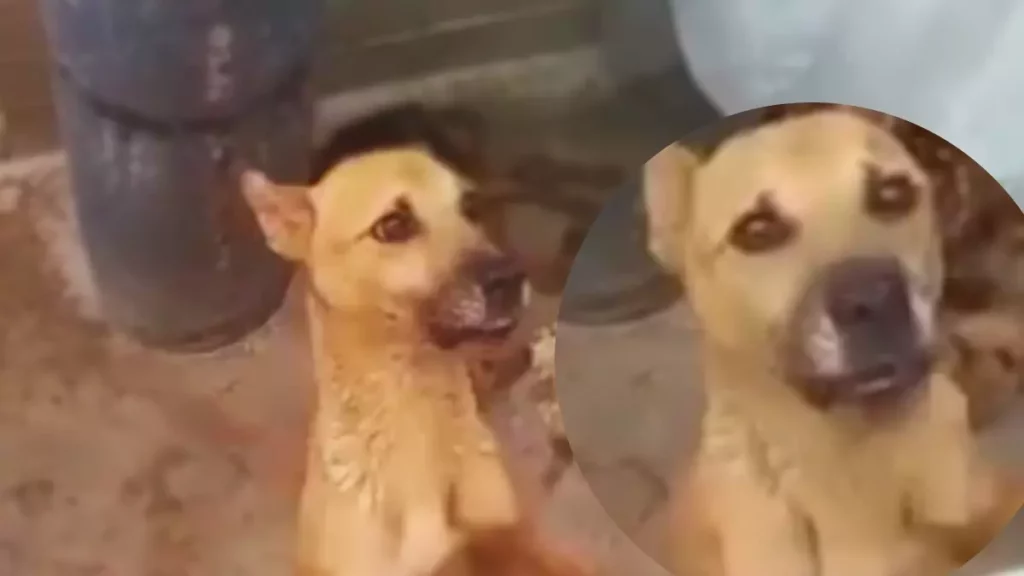 ¡Maltrato animal extremo! Por falta de alimentación perro se come a otro en Puebla