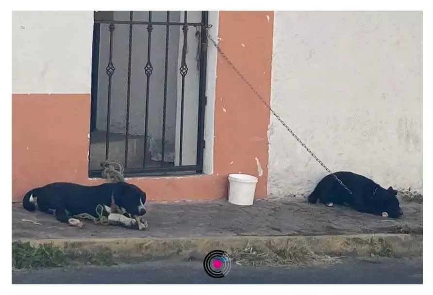 Así están los dos perritos en La Libertad