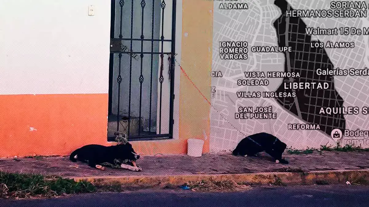 Captan a dos perros encadenados afuera de una casa en La Libertad