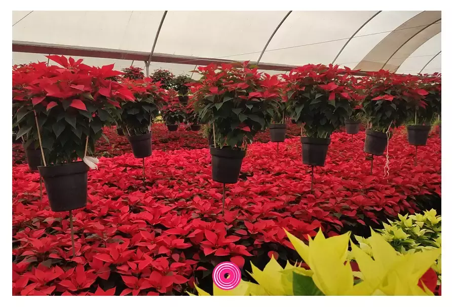Corre a la "Ruta de las Flores: Temporada de Nochebuena'' en Atlixco