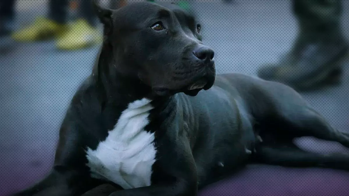 En Cuautlancingo atacan perros pitbull a una mujer; le muerden brazos y piernas