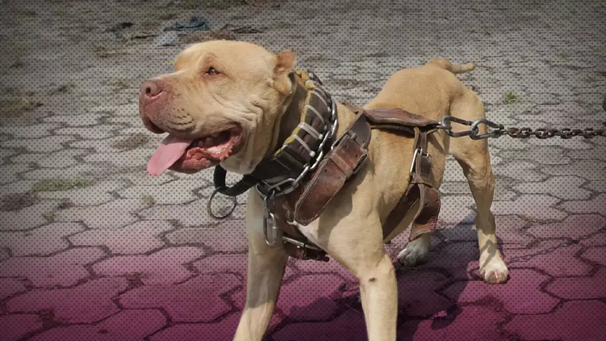 Jóvenes de Xiutetelco lanzan pirotecnia encendida a un perro; por sus heridas lo sacrifican