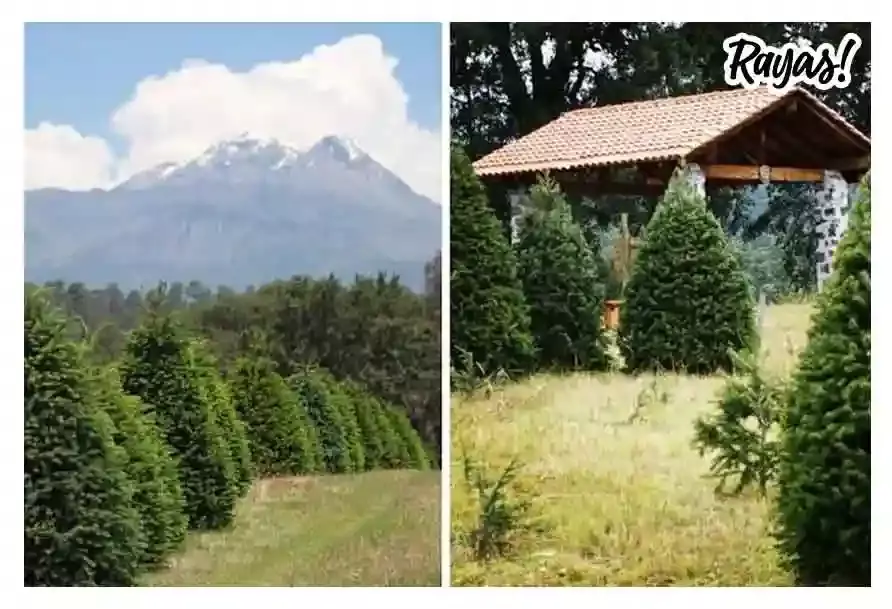 Aplinia, venta de árboles de navidad en Puebla
