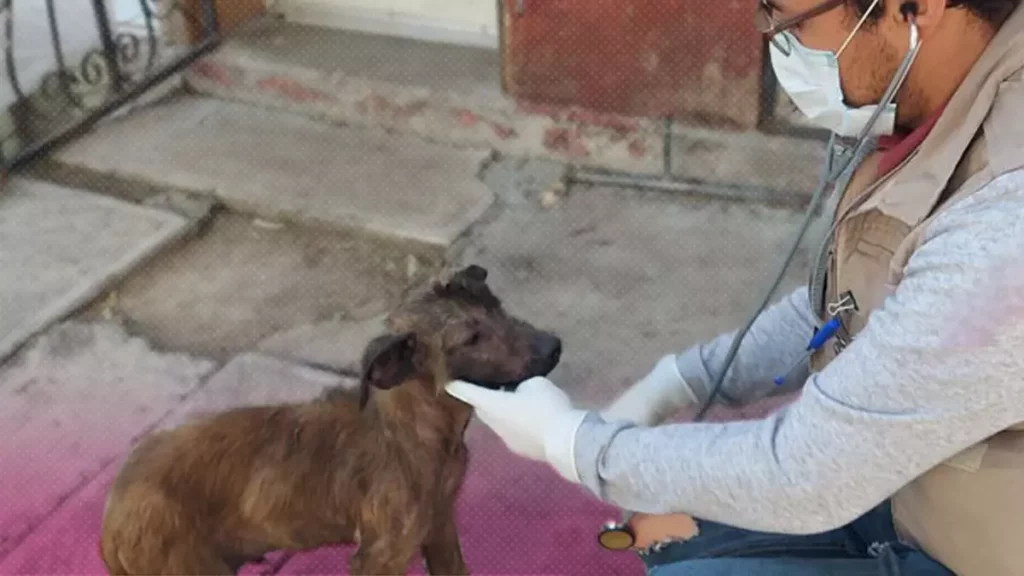 Se dispara el maltrato animal en Puebla; zona metropolitana concentra más casos