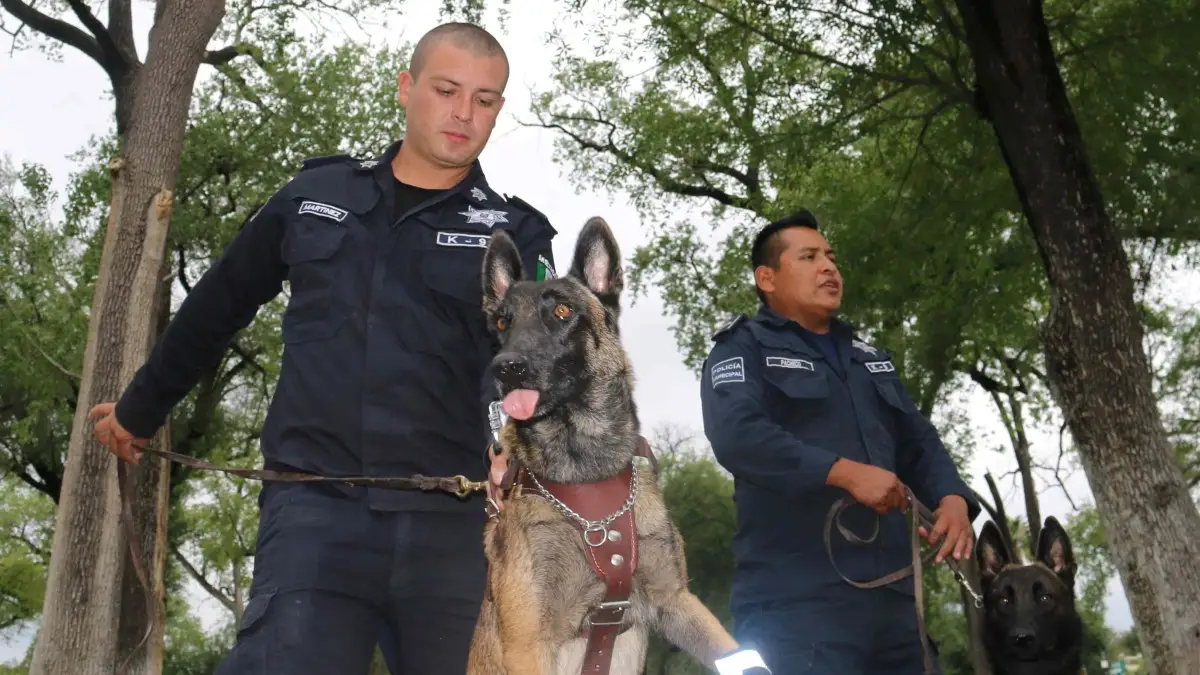 En Nuevo León, muere Laika, perrita rescatista tras el sismo de 2017.