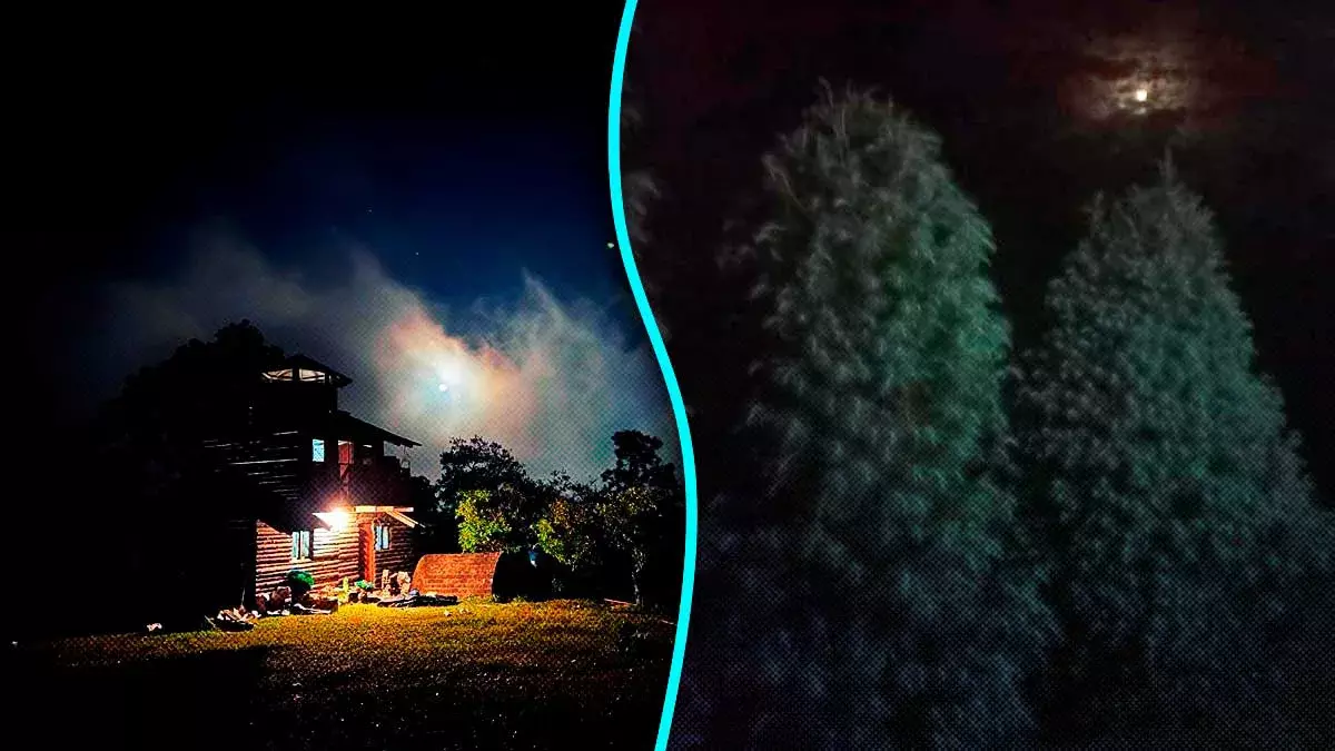 Adquiere tu árbol navideño natural en 'Cabañas Bosque de Niebla' en Tlatlauquitepec