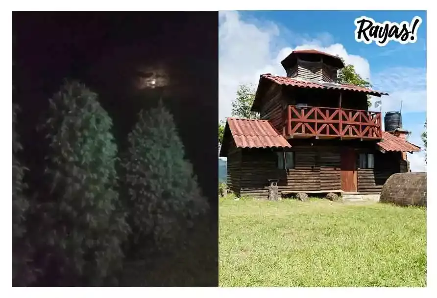 Adquiere tu árbol navideño natural en 'Cabañas Bosque de Niebla' en Tlatlauquitepec
