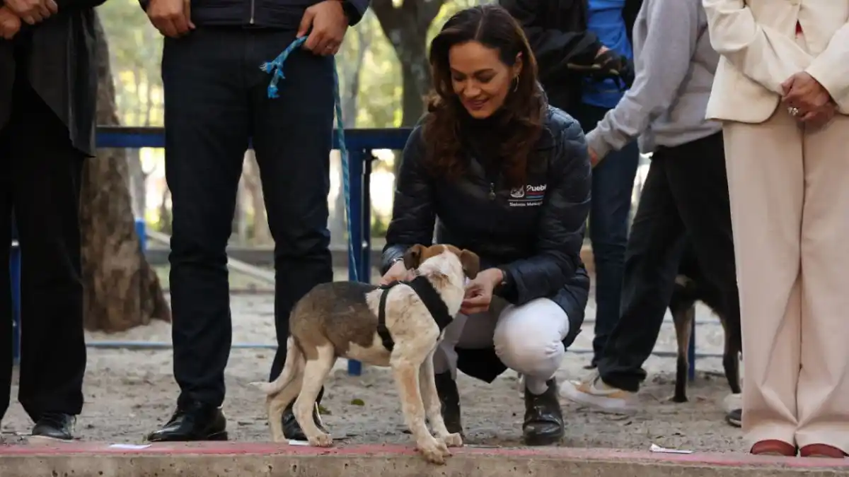 Ayuntamiento de Puebla va por la esterilización de más de 3 mil ‘lomitos’ y gatos
