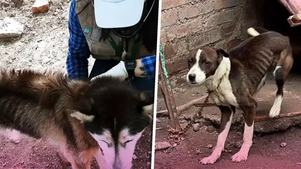 En un año, se han rescatado 800 perros maltratados en Puebla capital