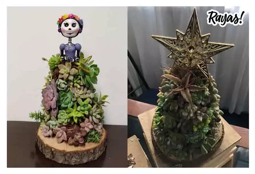 Los Pinitos suculentos que puedes encontrar en Puebla para esta Navidad